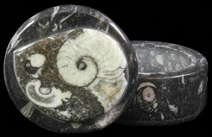 Small Fossil Goniatite Jar (Black) - Stoneware #66574